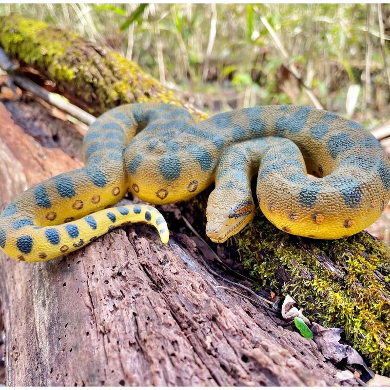 GREEN ANACONDA