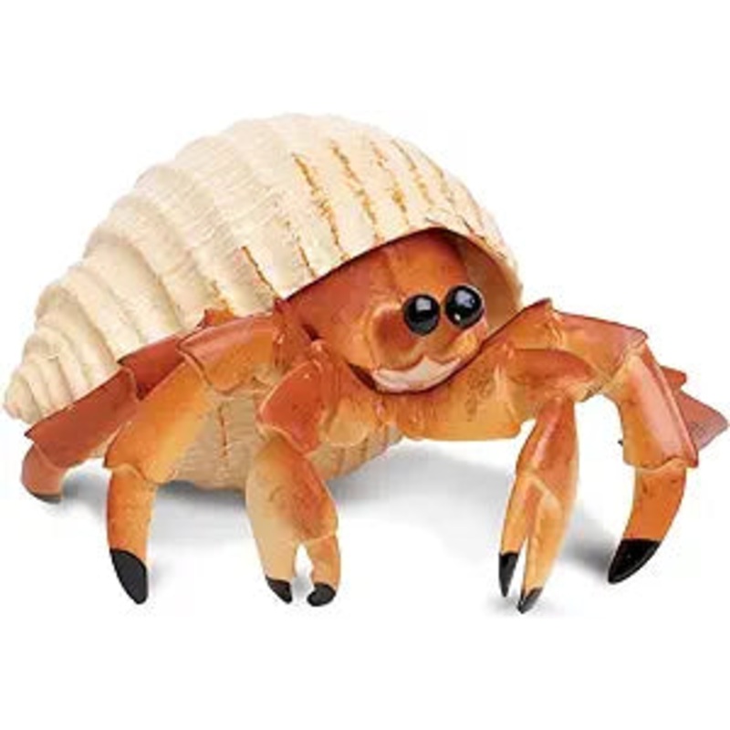 HERMIT CRAB