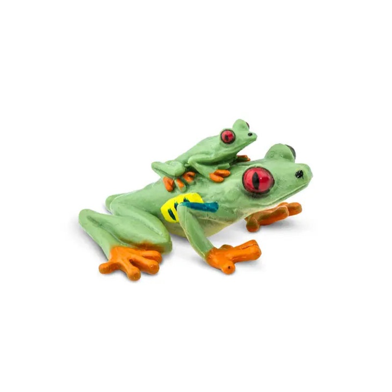 RED EYED TREE FROG