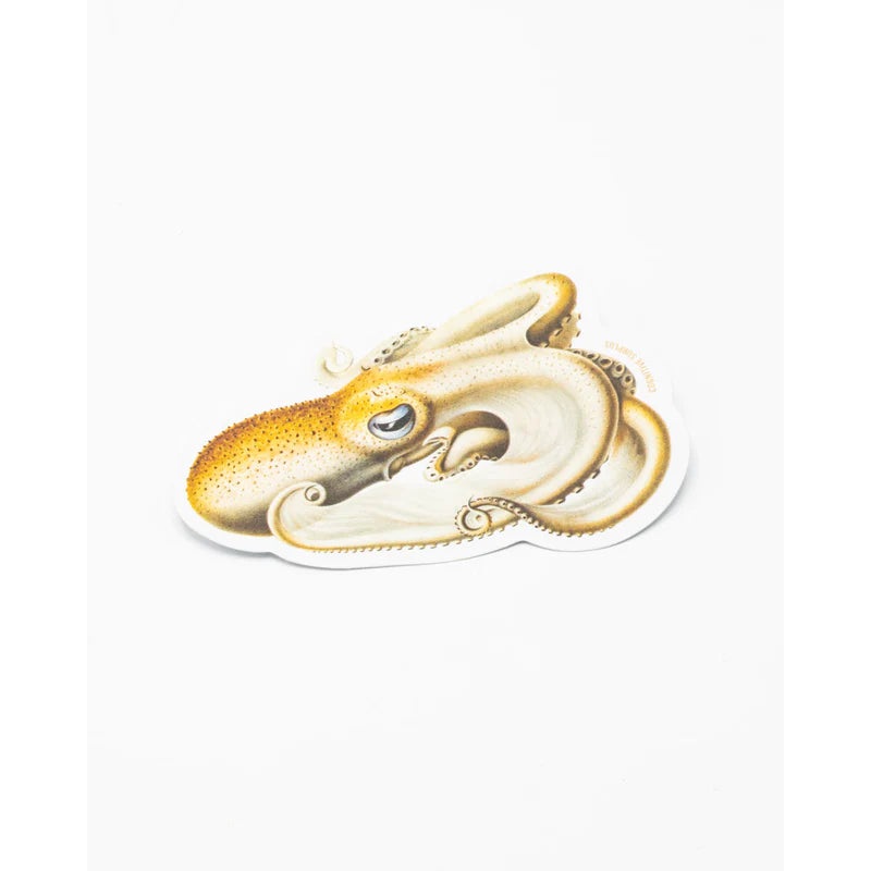 VELONDONA TOGATA OCTOPUS STICKER