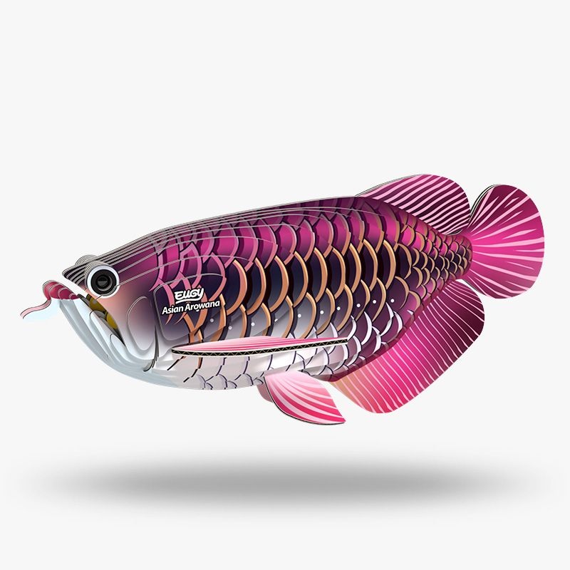 EUGY ASIAN AROWANA